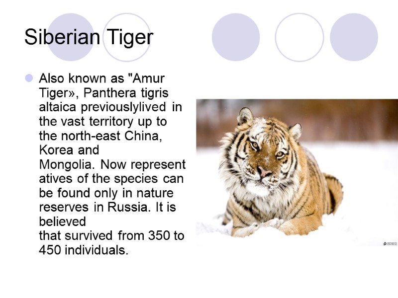 Siberian Tiger  Also known as 